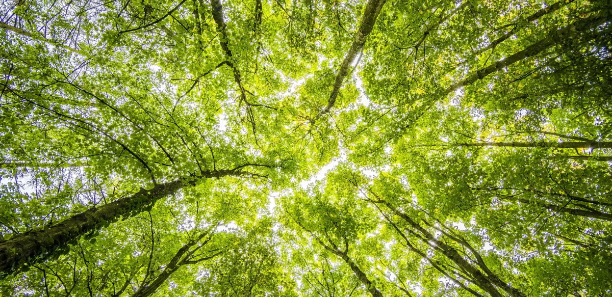 Wald